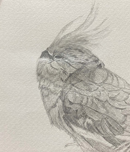 展示用絵画：息子の愛鳥ハク [作者:マミードラゴン]